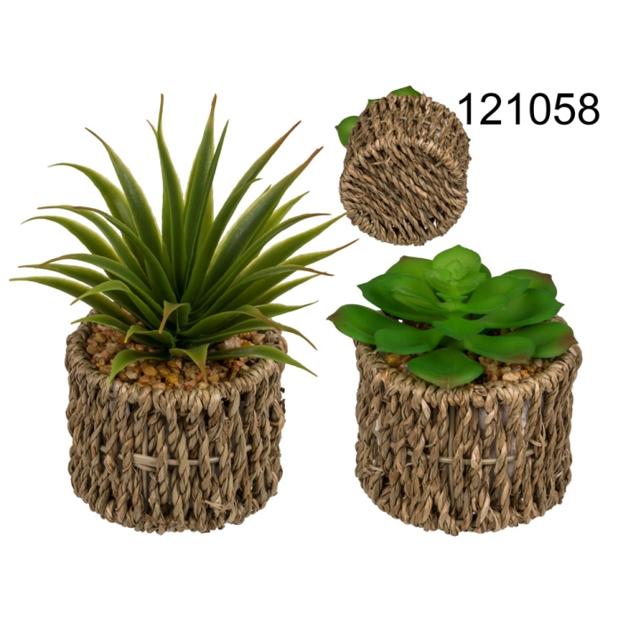Decorative plant in a pot of seagrass